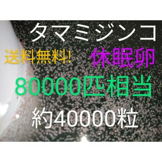 送料無料!　タマミジンコ　休眠卵　80000匹相当（約40000個）常温保存(アクアリウム)