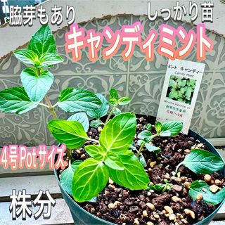 キャンディーミント　キャンディミント　苗　ハーブティーハッカ油 虫除け 有機栽培(その他)