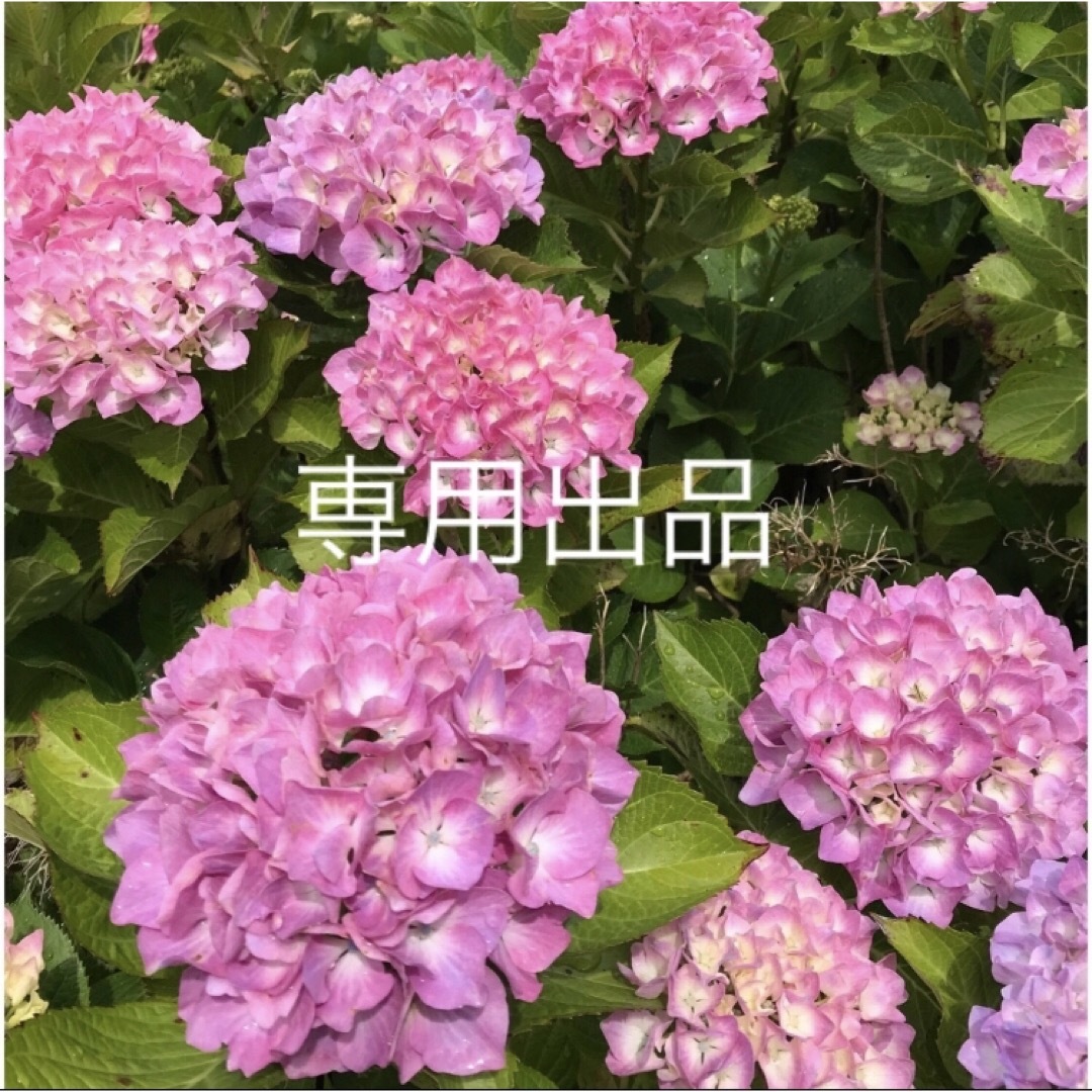 まいめろ様専用出品の通販 by wgmpa's shop|ラクマ