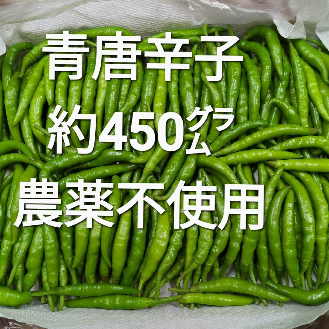 青唐辛子 約450㌘ 農薬不使用 食品/飲料/酒の食品(野菜)の商品写真