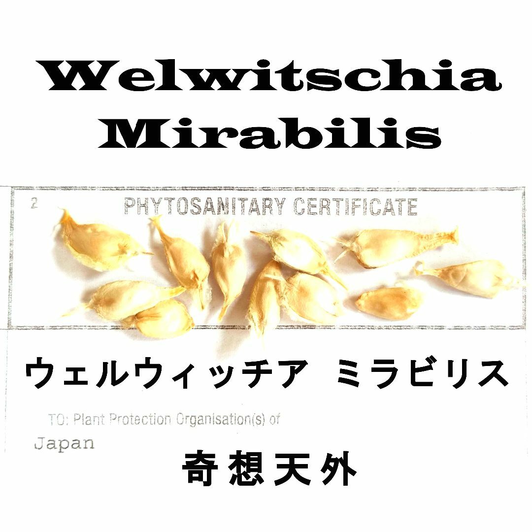 【発芽確認済】奇想天外 種子 20粒 ウェルウィッチア Welwitschia