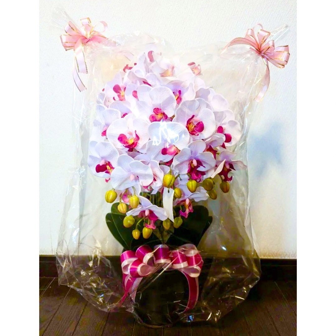花　フラワー　お祝い　プレゼント　　　　【CT触媒】胡蝶蘭の鉢植え 5本立ち