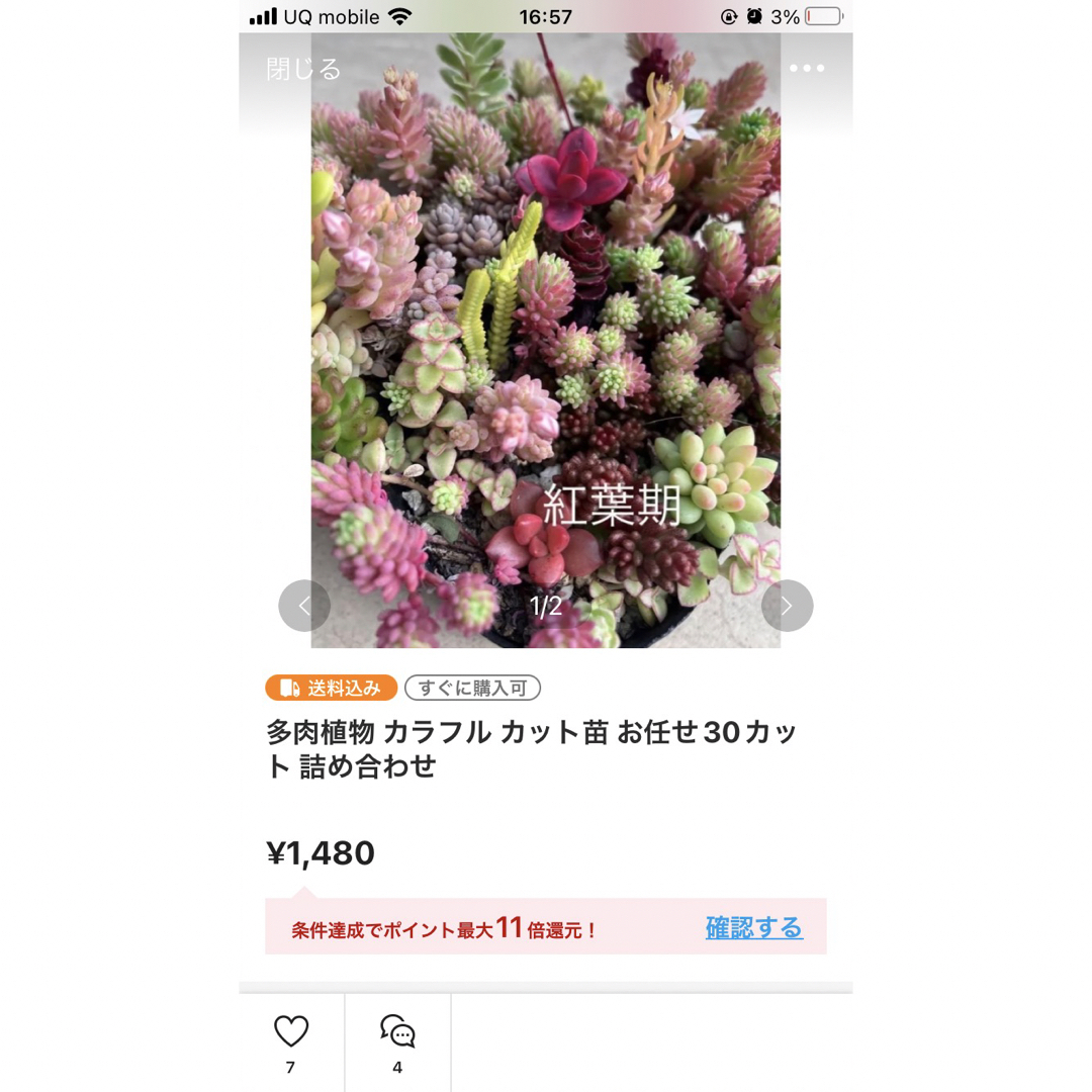 カット苗 お任せ30カット 森村万年草6カット ハンドメイドのフラワー/ガーデン(その他)の商品写真