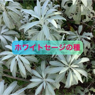 15粒増量中❤️ホワイトセージの種100粒　自家製無農薬栽培　令和5年7月採取種(その他)