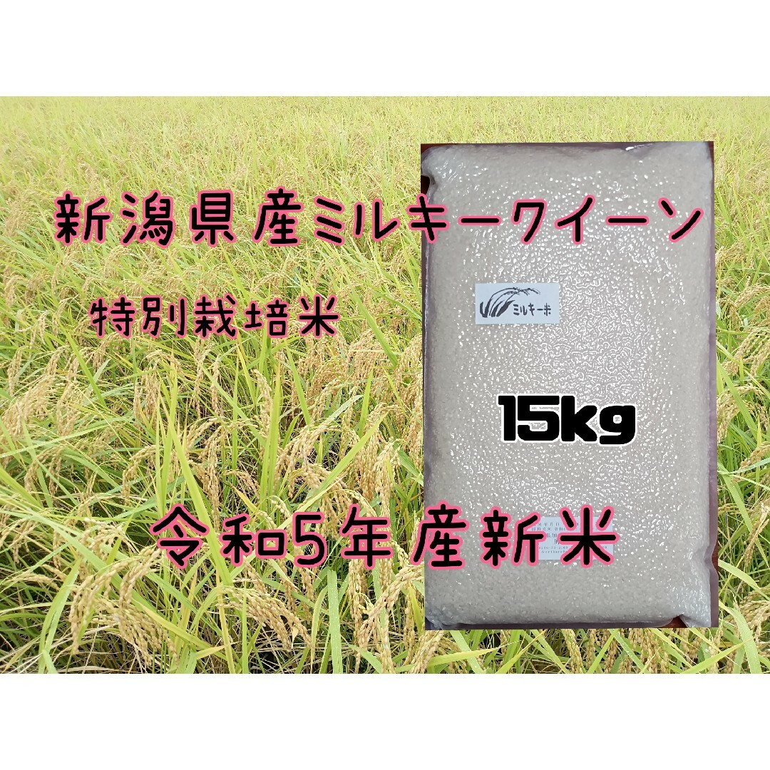 特別栽培米新潟県産ミルキークイーン15k　米/穀物