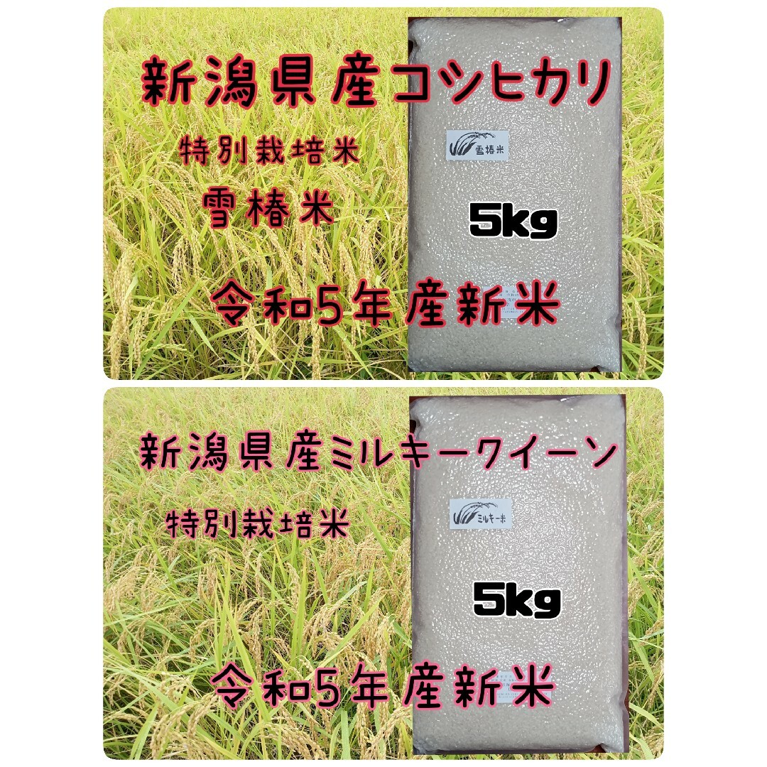 KEN1's　新潟県産コシヒカリ5kとミルキークイーン5k、食べ比べセット10kの通販　by　shop｜ラクマ
