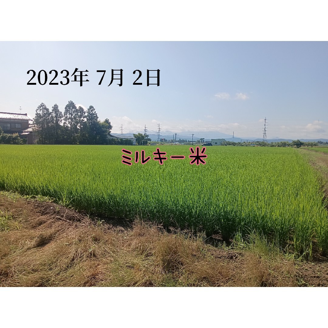 新潟県産コシヒカリ10kとミルキークイーン10k、食べ比べセット20k