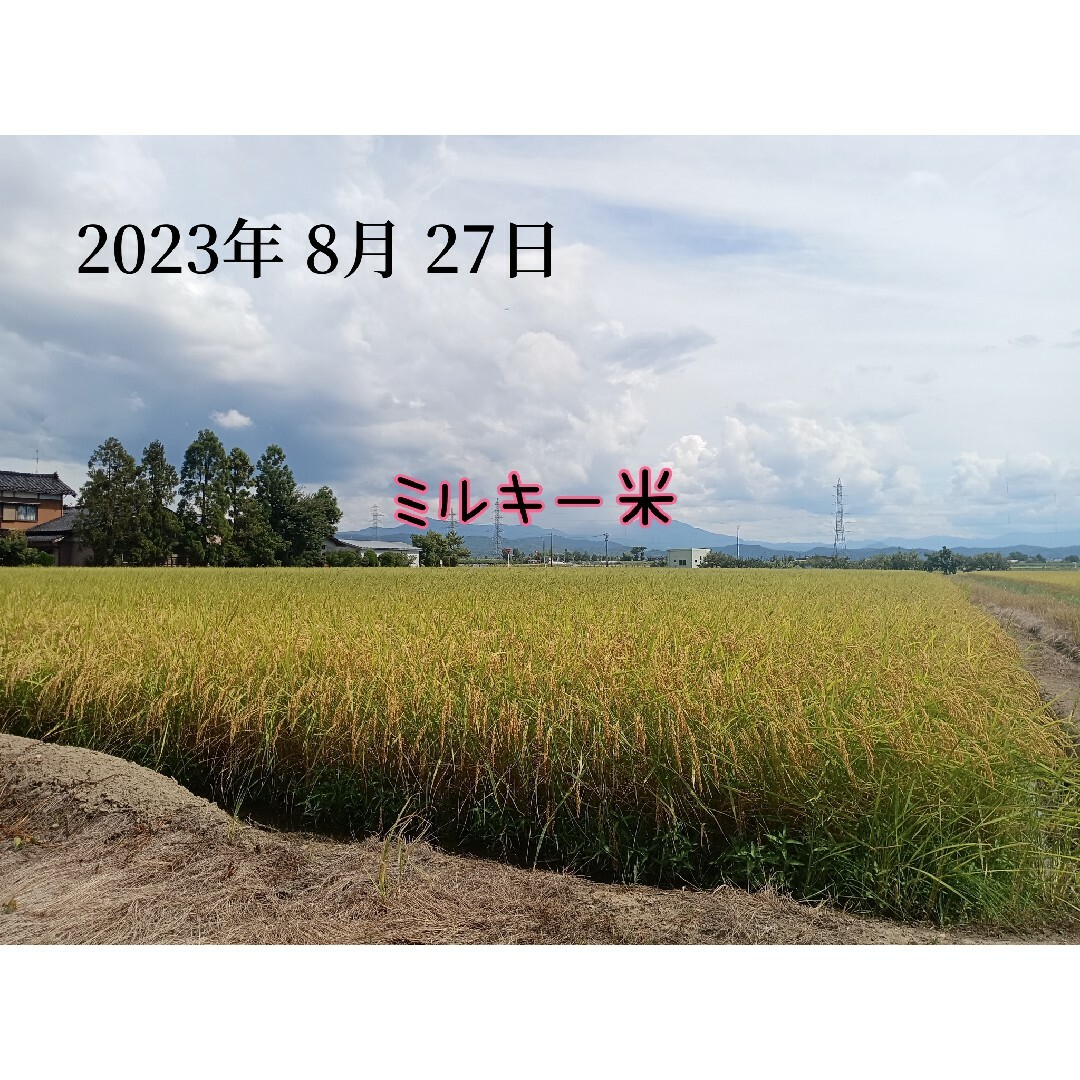 新潟県産コシヒカリ10kとミルキークイーン10k、食べ比べセット20k