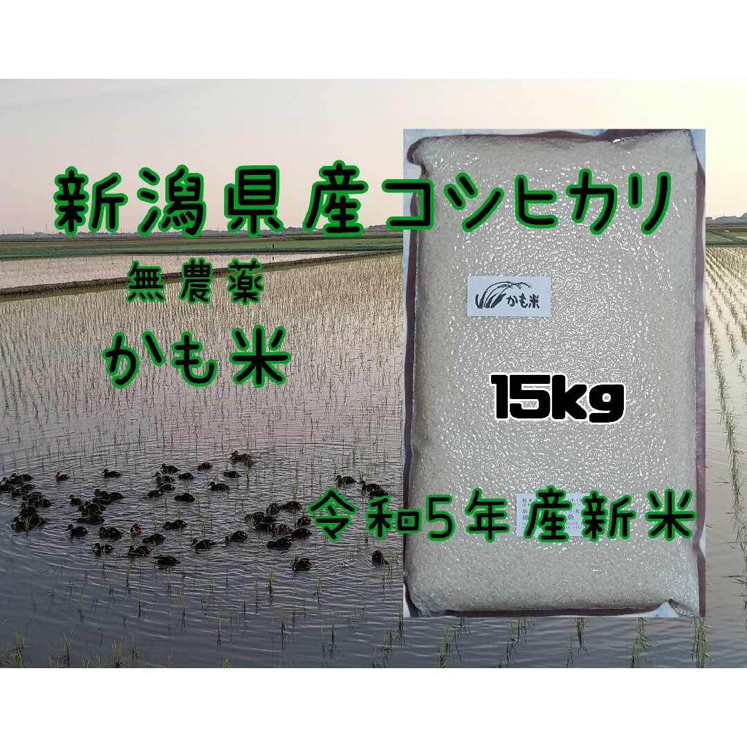 無農薬米新潟県産コシヒカリ15k　米/穀物