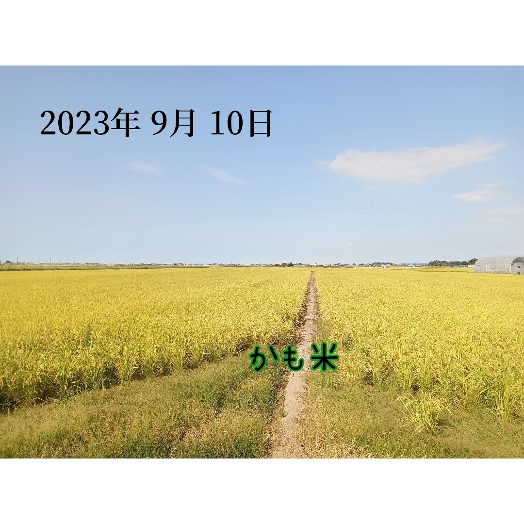 無農薬米新潟県産コシヒカリ15k 無農薬米新潟県産コシヒカリ15k