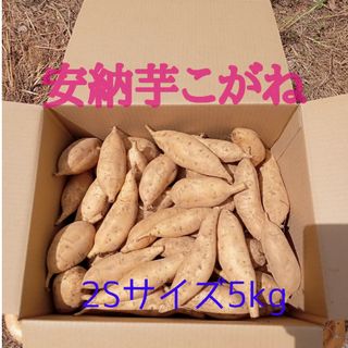 安納芋こがね2S 5kg(種子島産)(野菜)