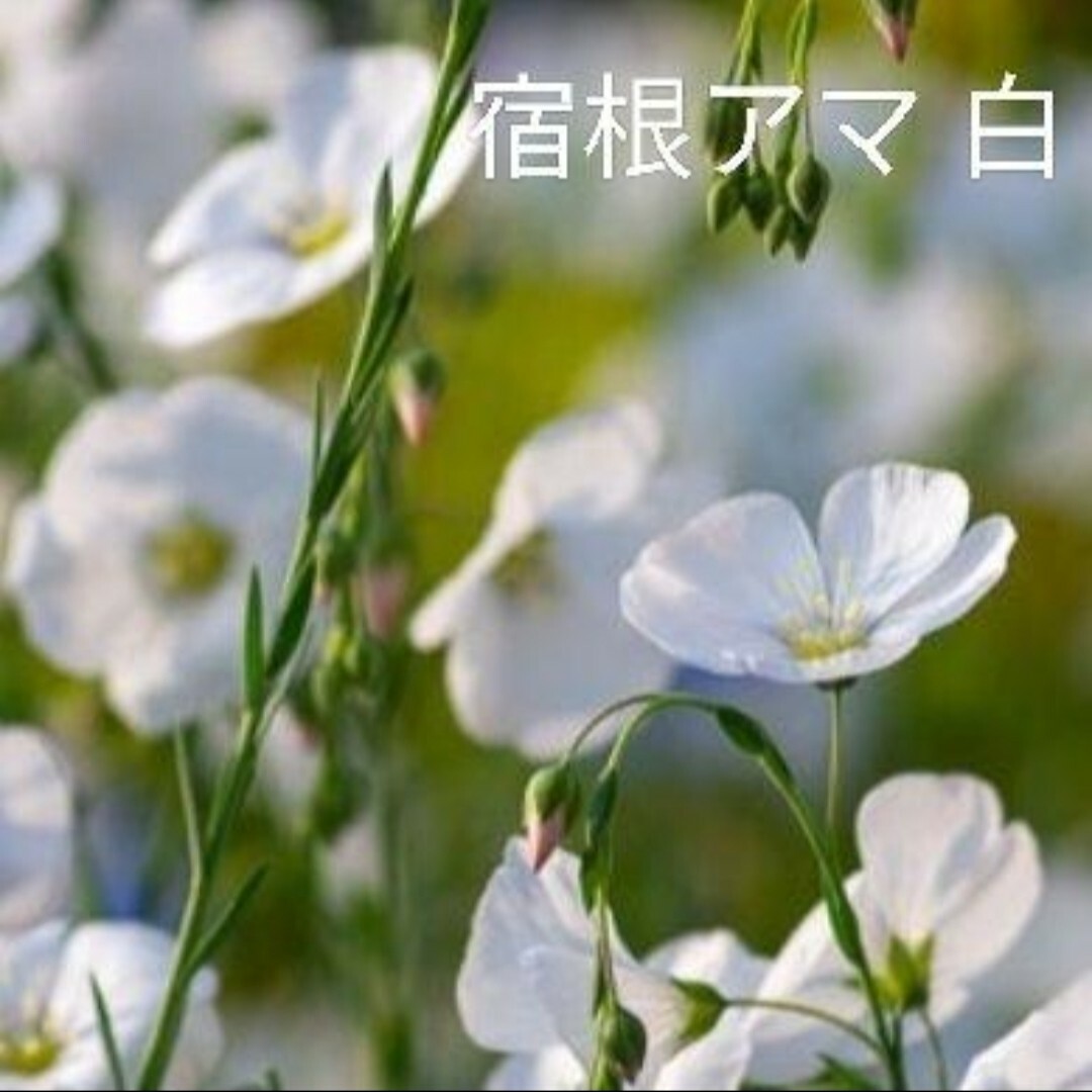 宿根アマ白花種たくさん ハンドメイドのフラワー/ガーデン(プランター)の商品写真