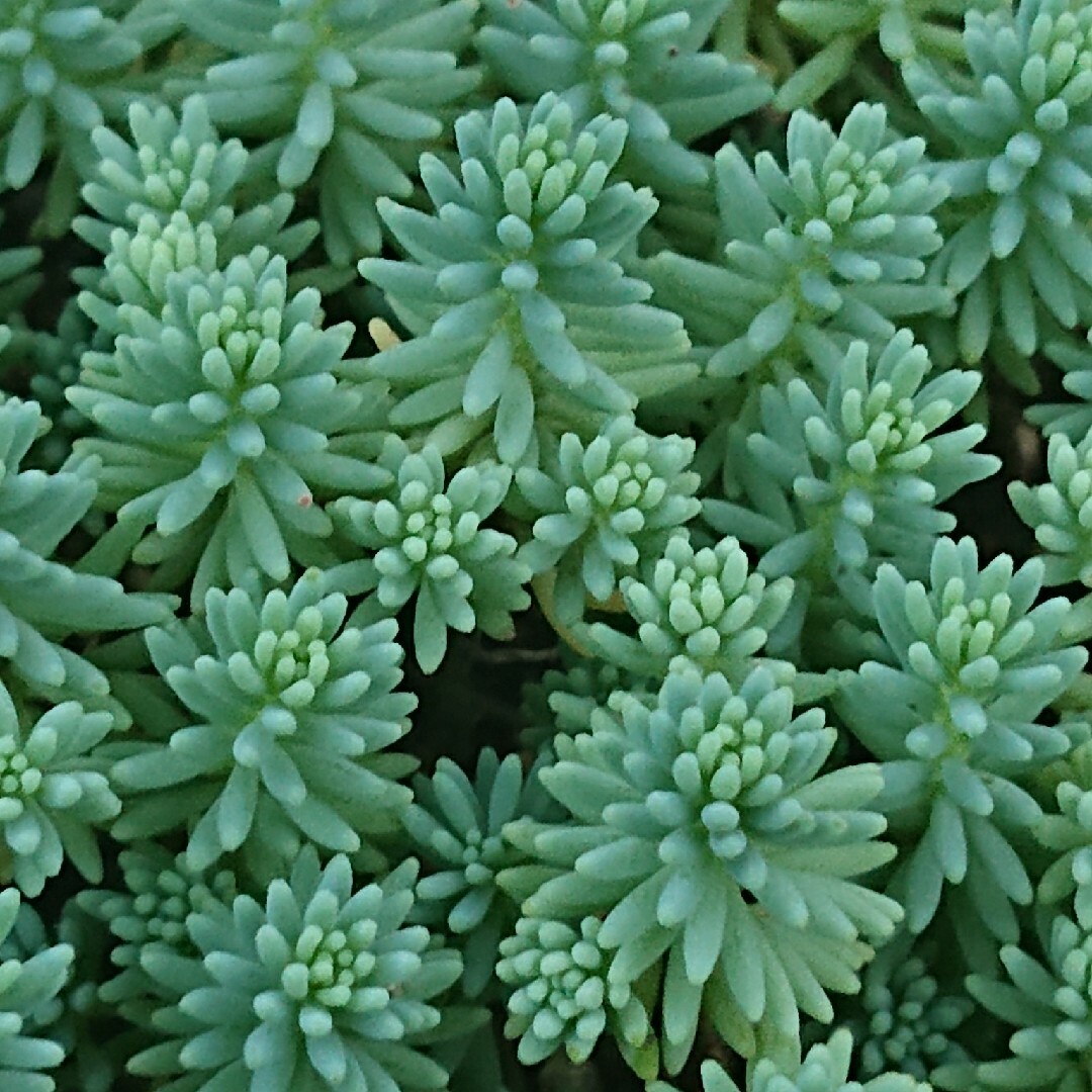パリダム????????多肉植物♪100カット♪-caregen-shop.com