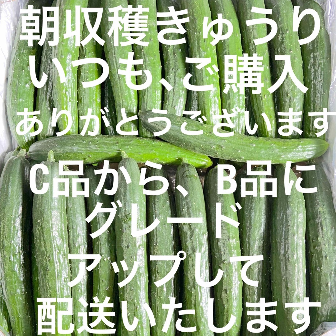 朝採り新鮮きゅうり！C品からB品にグレードアップいたします。よろしくお願いします 食品/飲料/酒の食品(野菜)の商品写真