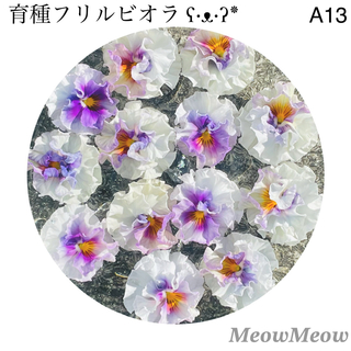 【A13】MeowMeow交配 フリルビオラの種 30粒(その他)