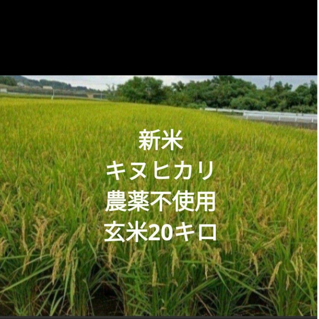 新米　キヌヒカリ　農薬不使用　玄米20キロ
