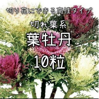 【葉牡丹のタネ】10粒 種子 種 ハボタン はぼたん 切り花や寄せ植えにも 花(その他)