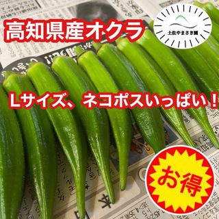 高知県産オクラ　新鮮おくら　即購入OK 産地直送　野菜lネコajd(野菜)