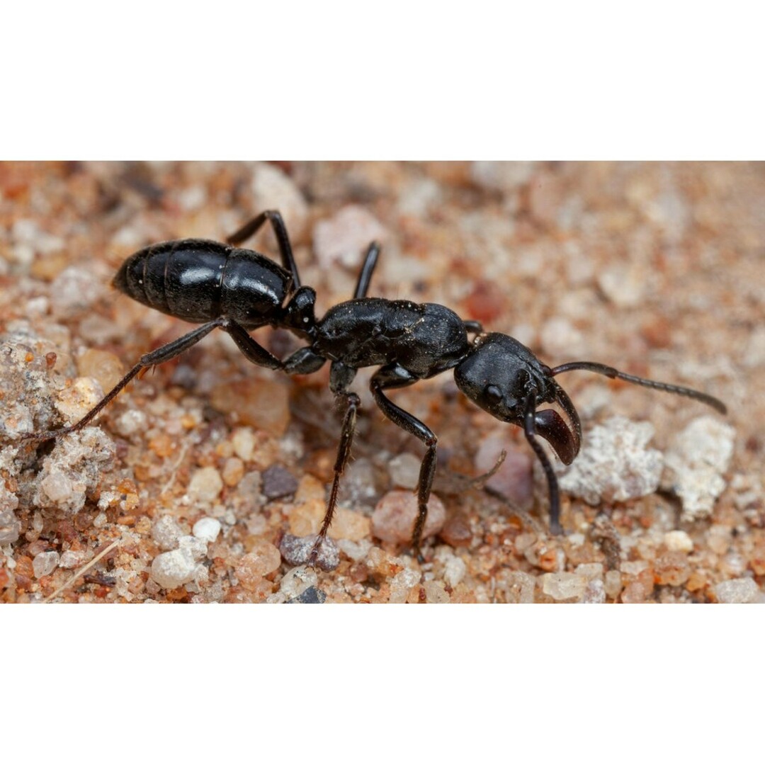 昆虫標本 未展脚標本 アフリカ産 タルサトゥスフトハリアリ 悪臭アリ