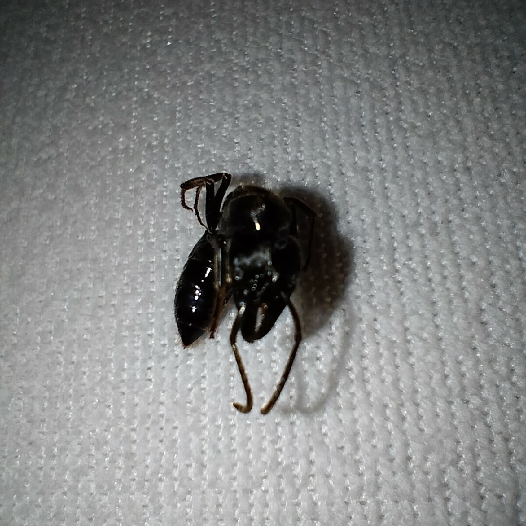 昆虫標本 未展脚標本 アフリカ産 タルサトゥスフトハリアリ 悪臭アリ