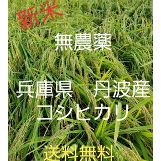 令和5年　兵庫県丹波産 農薬、除草剤不使用　新米コシヒカリ5キロ(米/穀物)