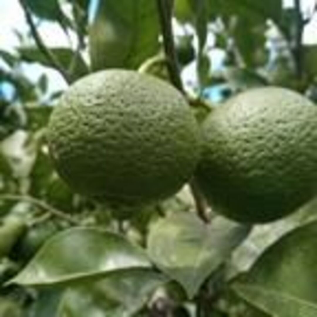 大分県名産 フレッシュかぼす 10kg 種なし