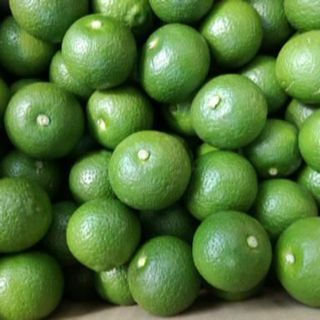 大分県名産 フレッシュかぼす 10kg 種なし