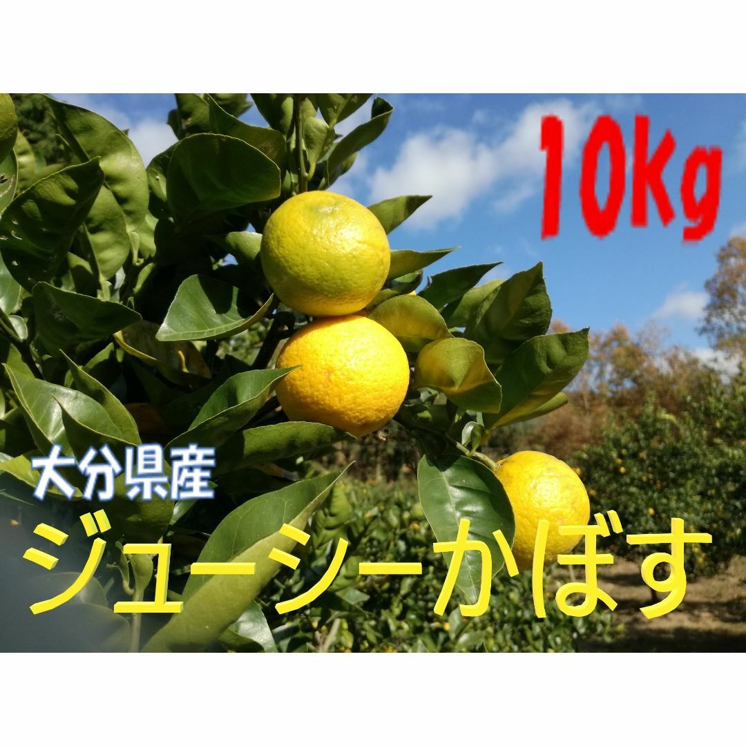 大分県名産 完熟ジューシーかぼす 10kg 大きめ種あり 食品/飲料/酒の食品(フルーツ)の商品写真