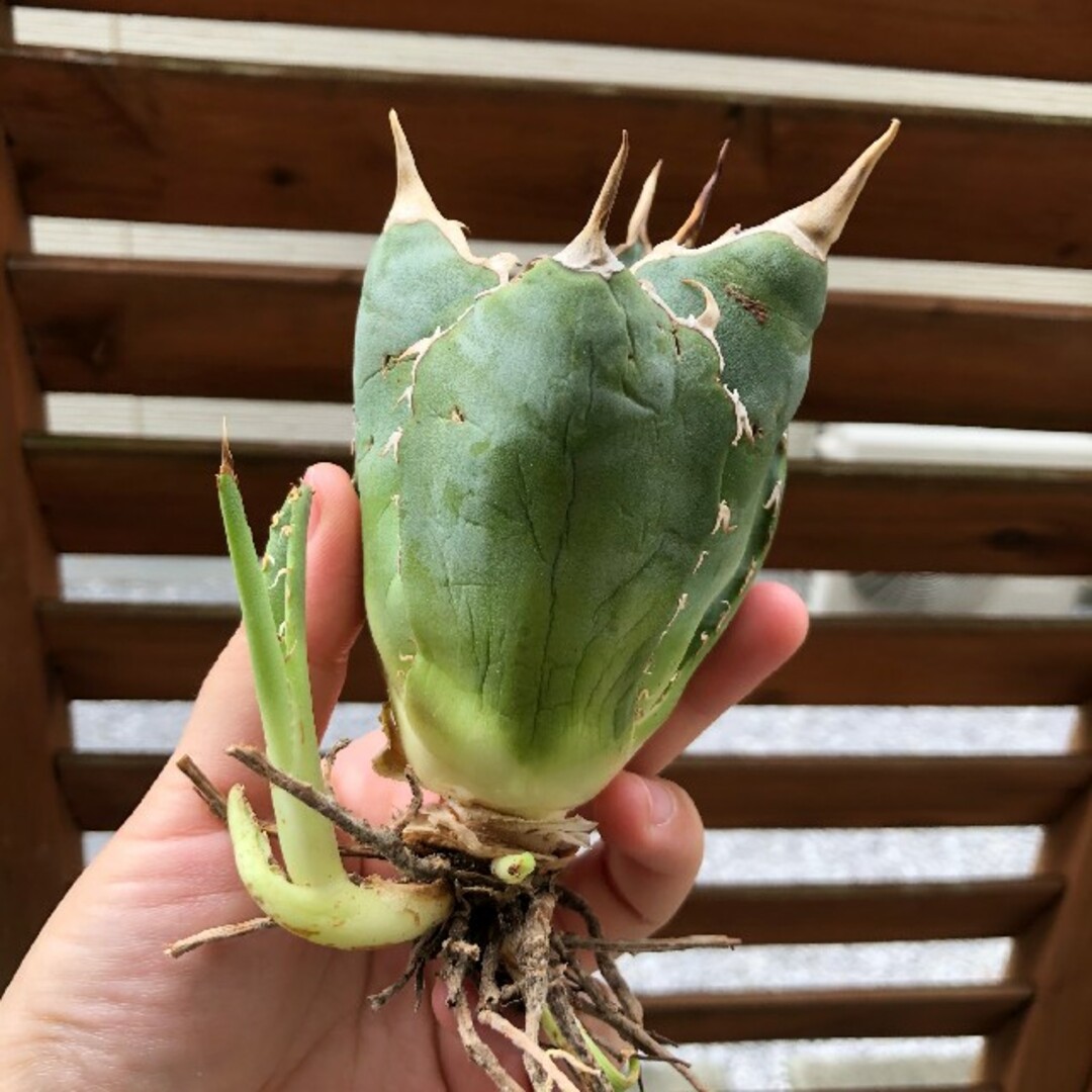 アガベ 多肉植物 チタノタ 白い幽霊 中株 仔株付 特別価格 アガベ 多肉植物 チタノタ 白い幽霊 中株 仔株付 特別価格
