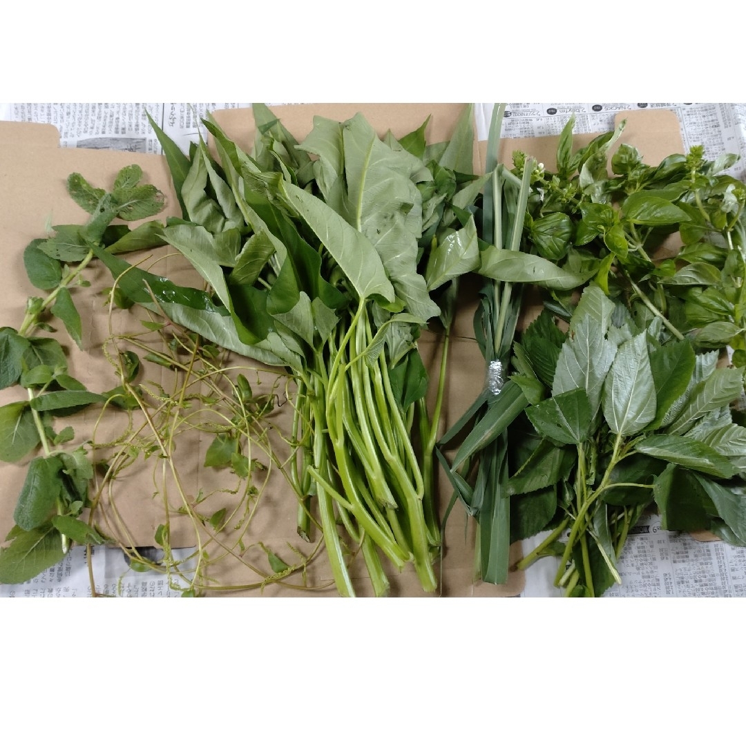 無農薬野菜ネコポスいっぱい 食品/飲料/酒の食品(野菜)の商品写真