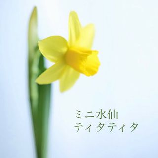 植えっぱなしOK！小ぶりで愛らしいミニスイセン【ティタティタ】　３球根(その他)