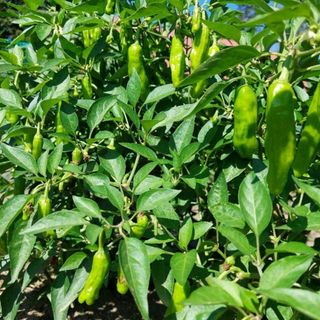 新鮮　ししとう　家庭菜園　野菜(野菜)