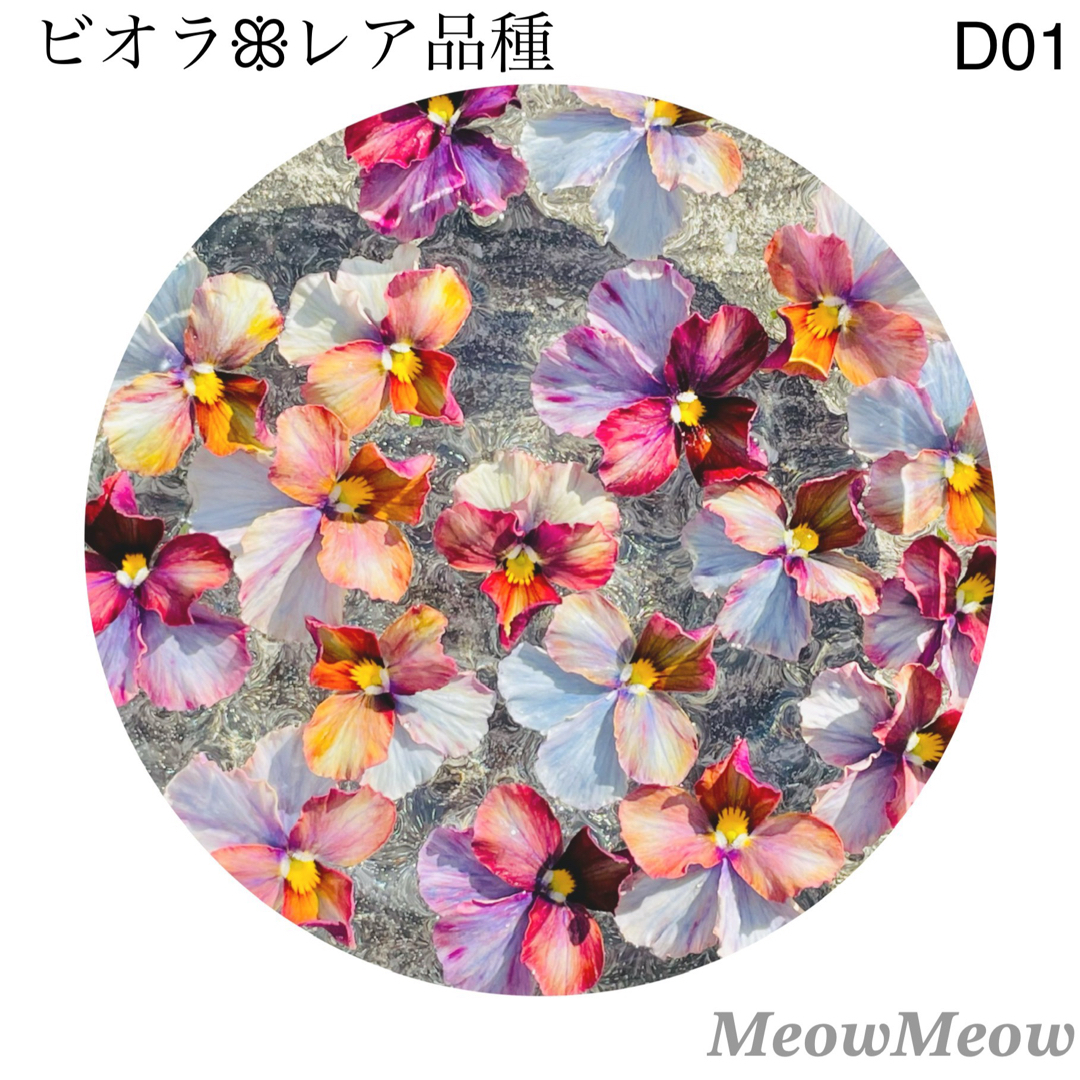 【D01】レア品種 アンティークビオラの種 25粒 ハンドメイドのフラワー/ガーデン(その他)の商品写真