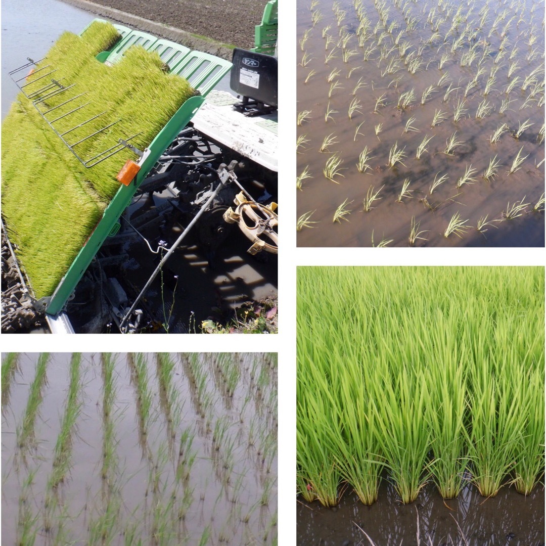 無農薬　有機肥料米　令和５年新米　三重県産コシヒカリ　玄米１０キロ　全国送料込⑥
