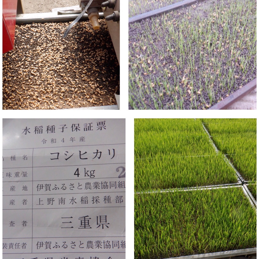 無農薬　有機肥料米　令和５年新米　三重県産コシヒカリ　玄米１０キロ　全国送料込⑥