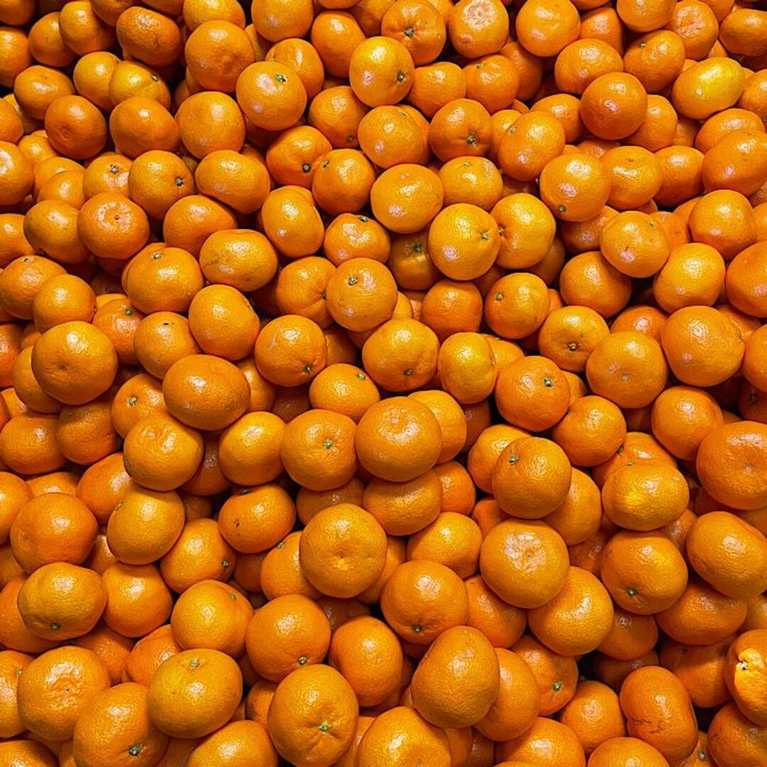 【２種セット】越冬完熟みかん、清見オレンジ１００％無添加ジュースセット 食品/飲料/酒の飲料(ソフトドリンク)の商品写真