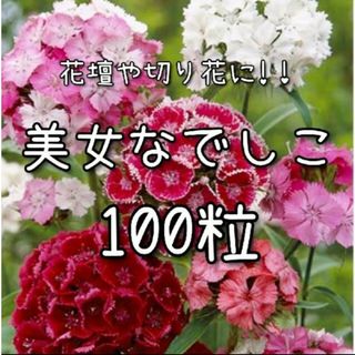 【美女なでしこのタネ】100粒 種子 種 ナデシコ 撫子 花 切り花にも(その他)