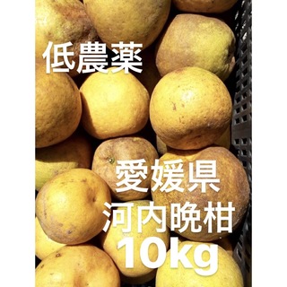 愛媛県産　低農薬　宇和ゴールド　河内晩柑　10kg(フルーツ)