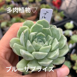 多肉植物♡ブルーサプライズぬき苗(その他)