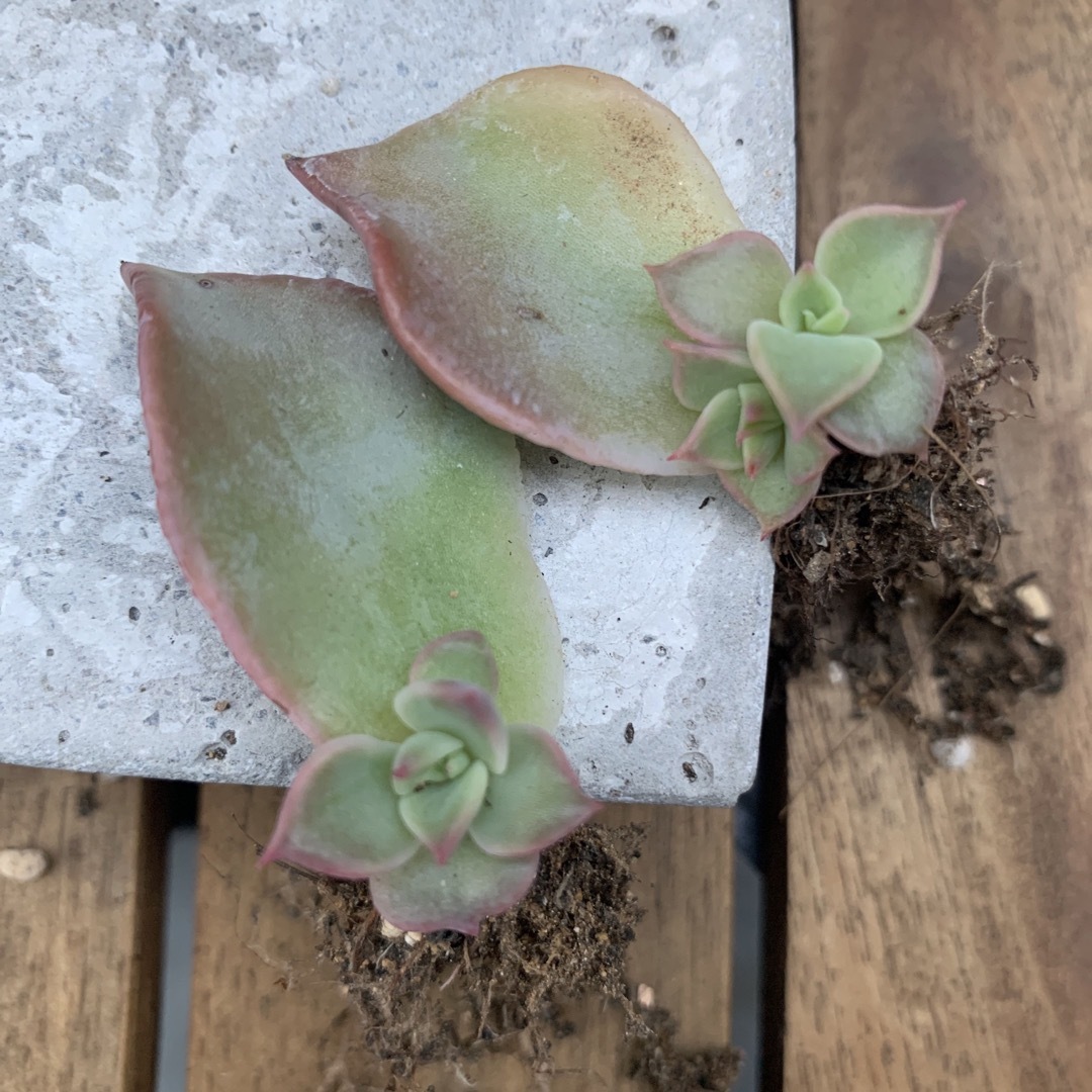 ネット通販 多肉植物 オリオン錦♡葉挿し① - フラワー・ガーデニング