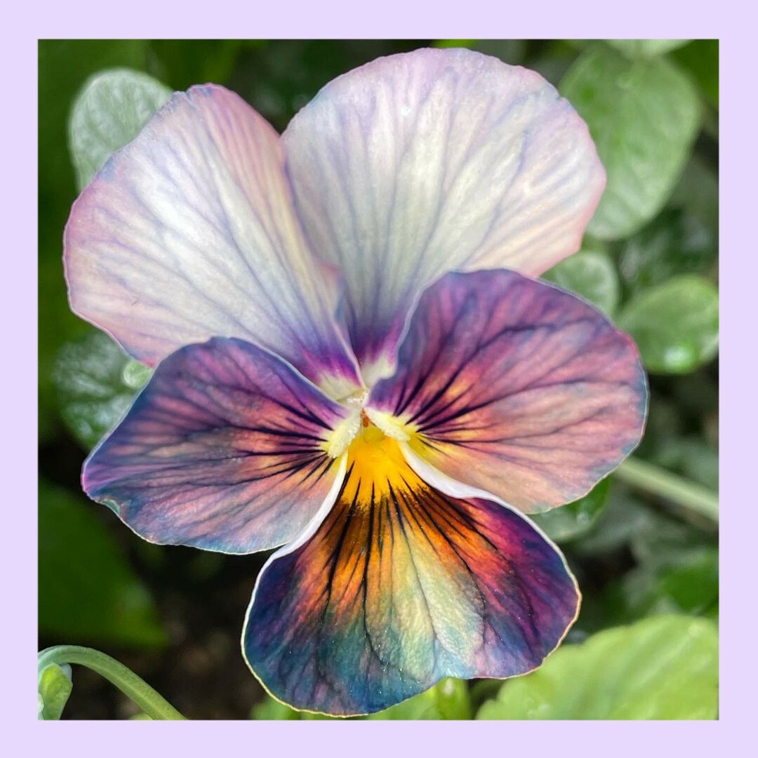 18粒 　アンティークなくすみカラー　✦ビオラしんしん✦　花の種 ハンドメイドのフラワー/ガーデン(その他)の商品写真