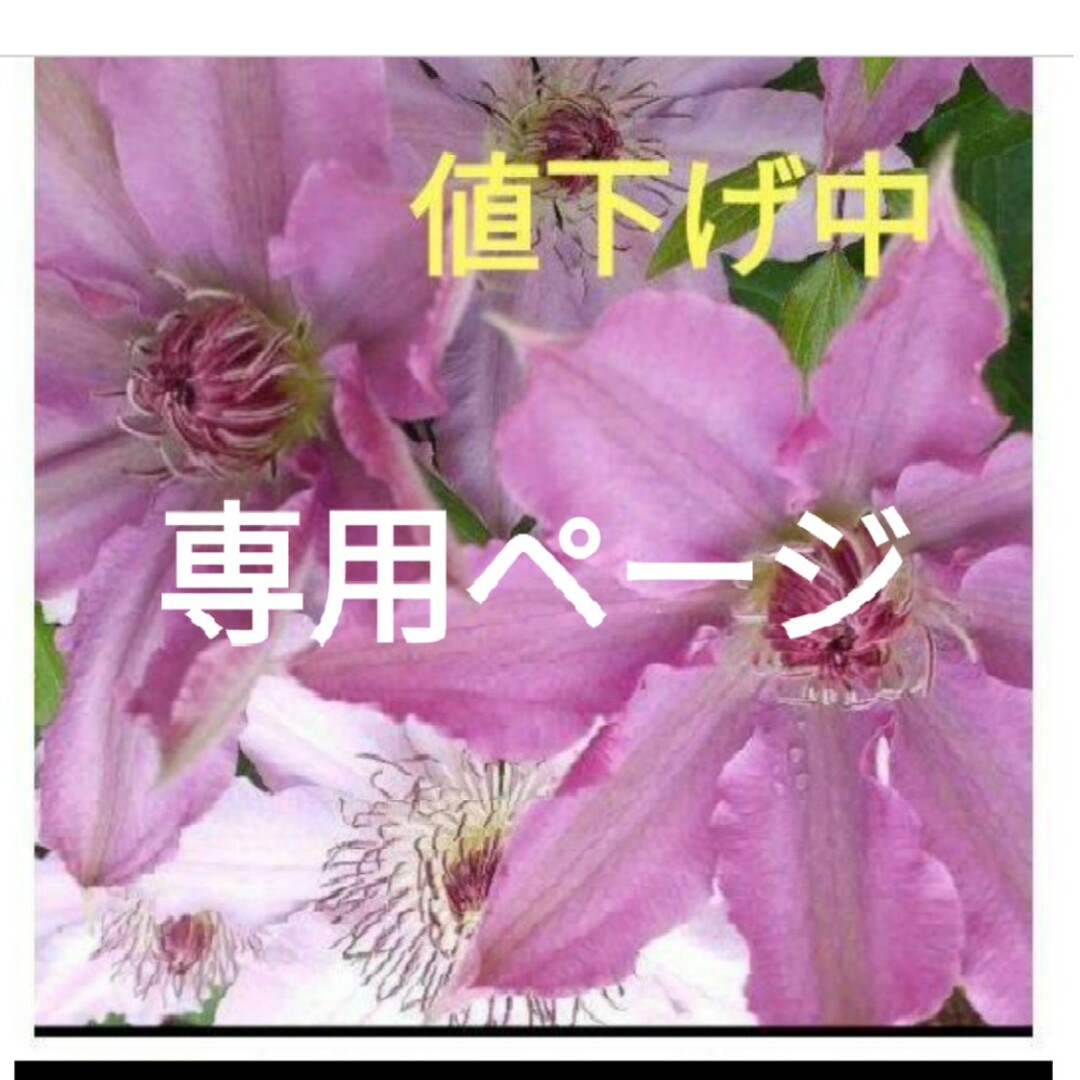 大輪クレマチ-ス　ハーグレイハイブリッド種子30粒　&ハッピーダイアナ種50粒 ハンドメイドのフラワー/ガーデン(プランター)の商品写真