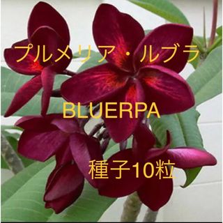 プルメリア・ルブラ　BLUERAPA 種子10粒(その他)