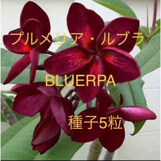 プルメリア・ルブラ BLUERAPA 種子5粒(その他)