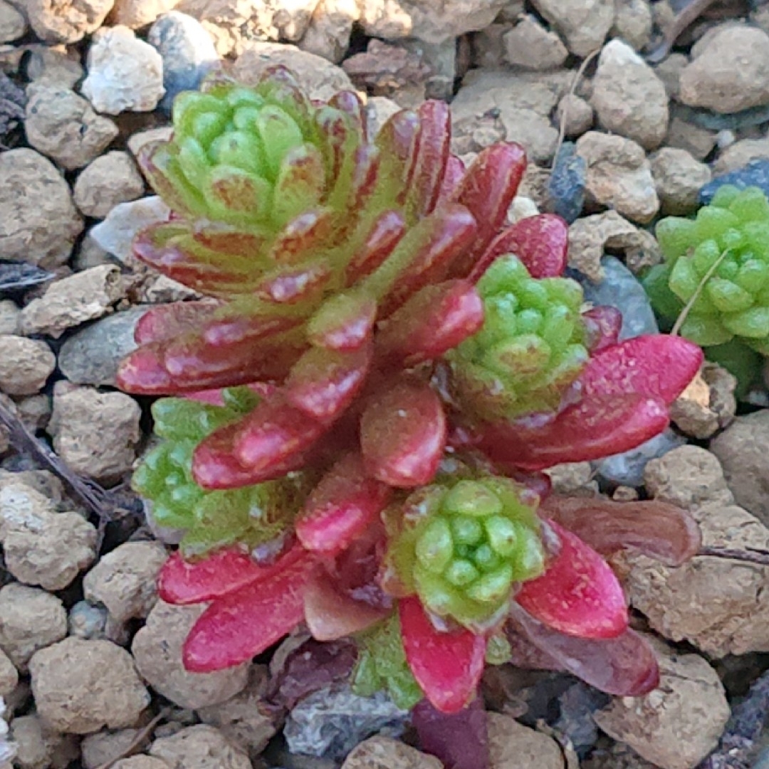 💕💙森村万年草💙💕多肉植物♪カット苗♪ ハンドメイドのフラワー/ガーデン(その他)の商品写真