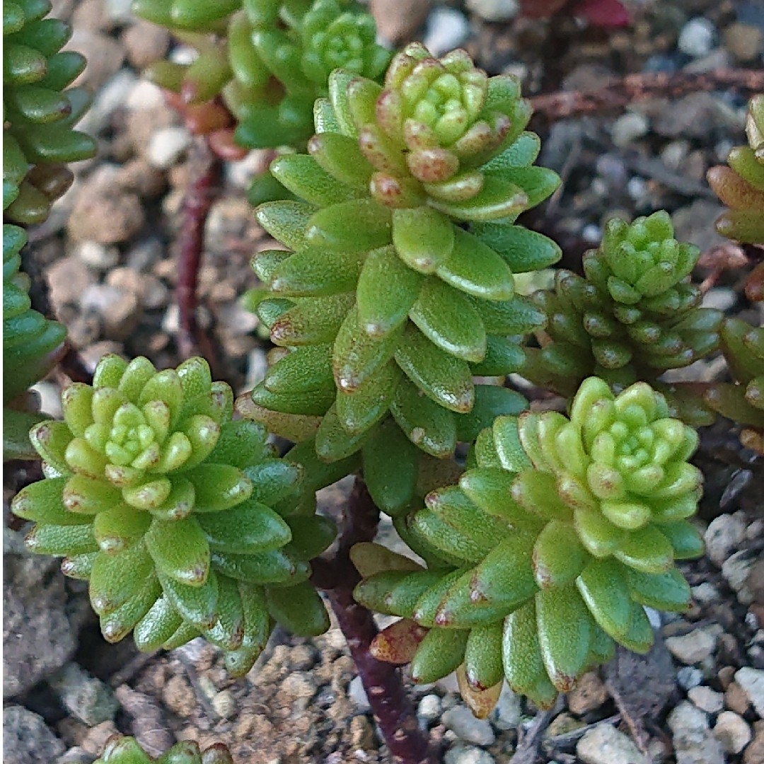 💕💙森村万年草💙💕多肉植物♪カット苗♪ ハンドメイドのフラワー/ガーデン(その他)の商品写真