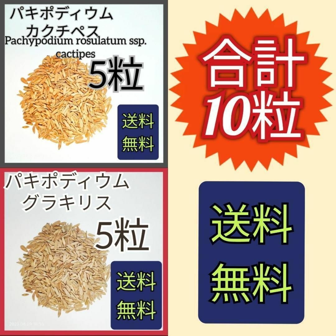 【即購入可】パキポディウム グラキリスの種子 5粒 カクチペスの種子 5粒 | フリマアプリ ラクマ
