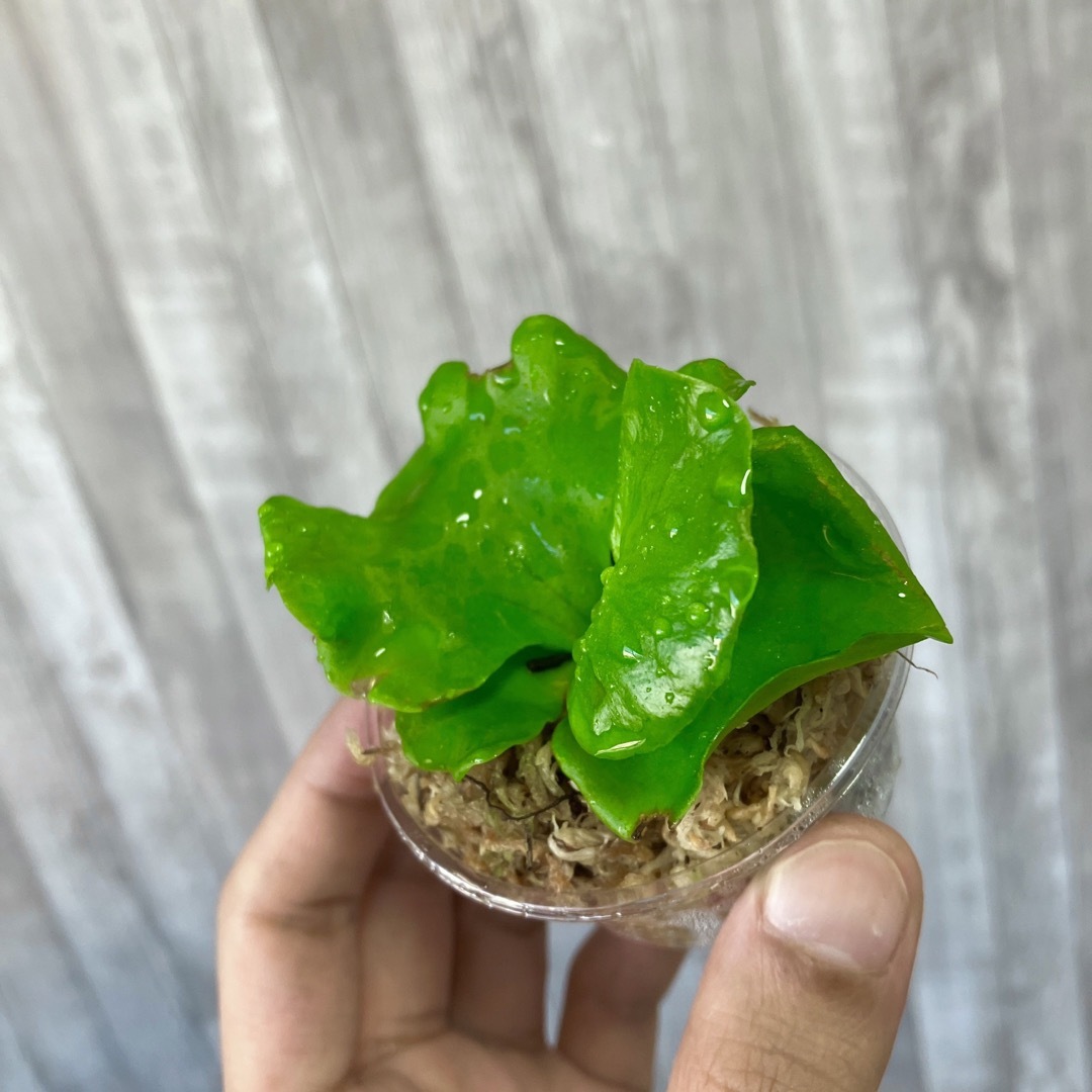 コロナリウム　幼苗　6.2cm    ビカクシダ　観葉植物 ハンドメイドのフラワー/ガーデン(その他)の商品写真