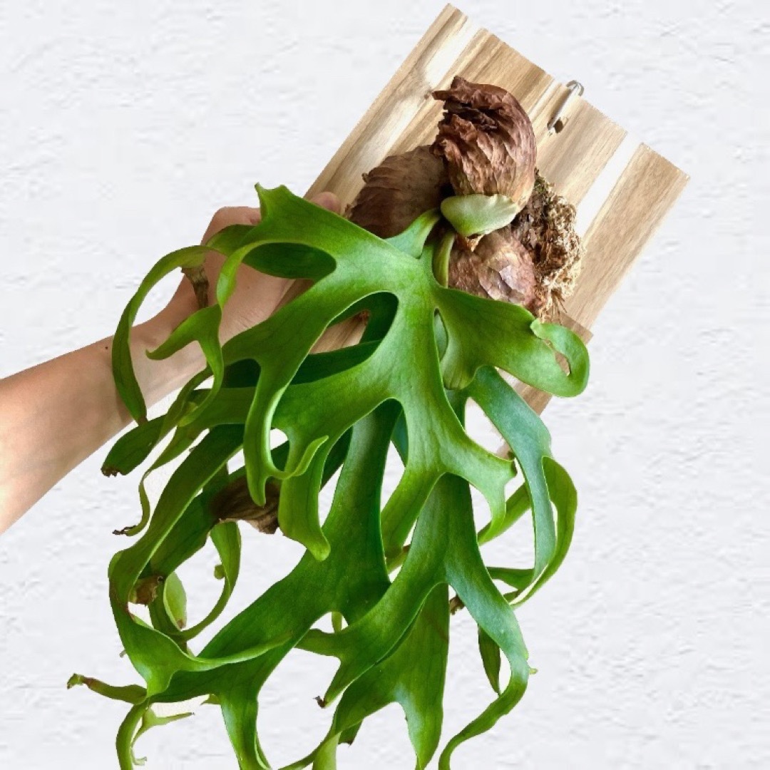コロナリウム　幼苗　6.2cm    ビカクシダ　観葉植物 ハンドメイドのフラワー/ガーデン(その他)の商品写真