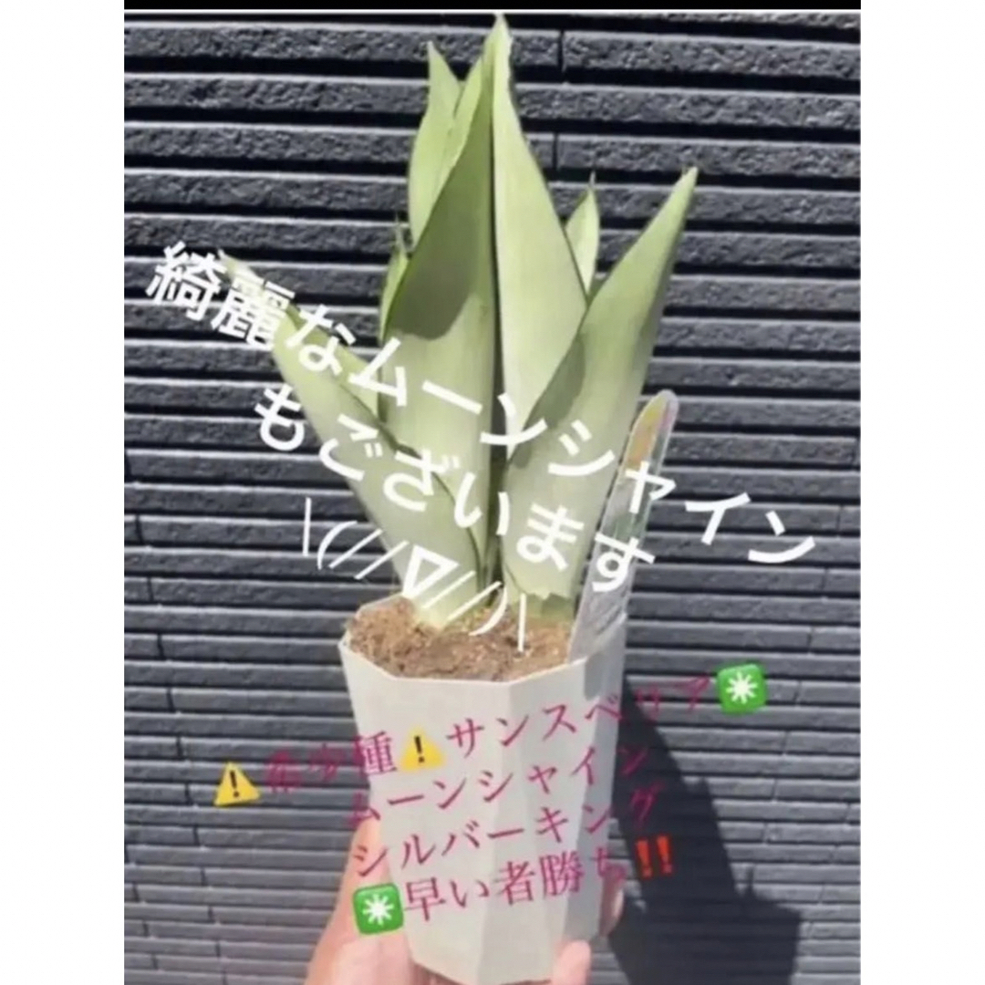 ⚠️お得な③株SET⚠️ サンスベリア マッソニアーナ の通販 by